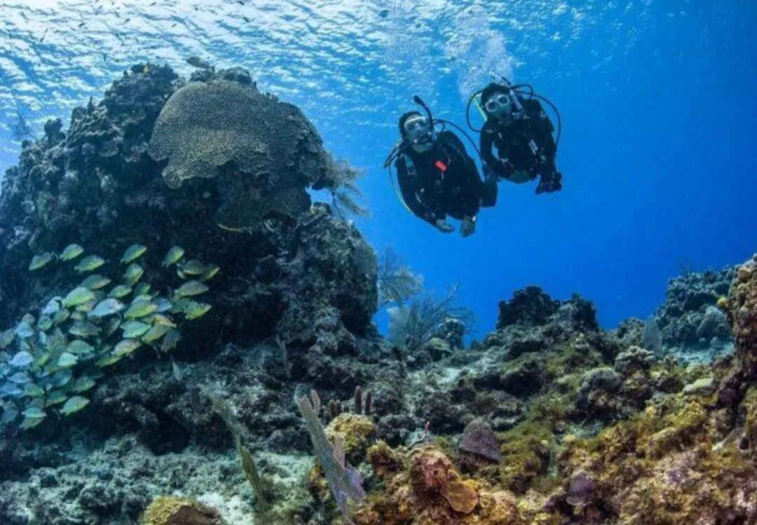 🌊🤿 Discover Scuba Diving Experience – El Gouna 🐠 Scuba Diving El Gouna /Screenshot_٢٠٢٦٠٧٠٢_١٨٤٦٢٣_ChatGPT.jpg